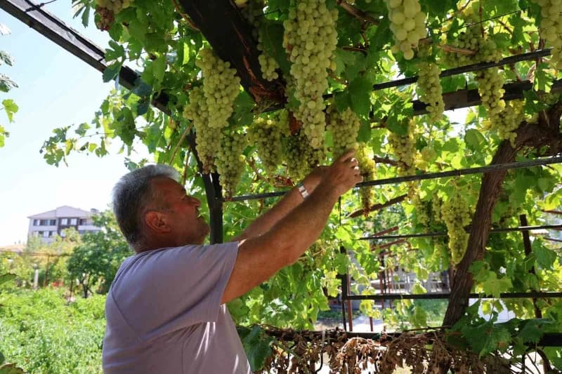 Nevşehir Gülşehir Tuzköy'de Mehmet Kılıç'ın 650 çeşit üzüm yetiştirdiği bahçesi