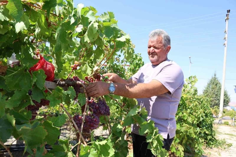 Babasının 45 çeşitlik üzüm koleksiyonundan ilham alan Mehmet Kılıç, 15 yıllık çalışmanın ardından 650 farklı üzüm çeşidi