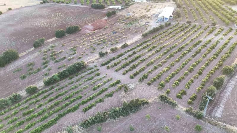Malatya'nın Hekimhan ilçesinde hasadı tamamlanan üzüm yüksek verimi ve cazip fiyatlarıyla üreticilerin yüzünü güldürdü.