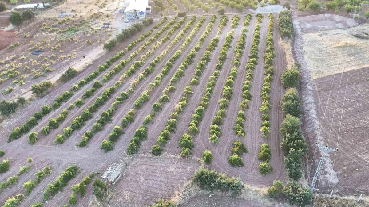 Malatya'nın Hekimhan ilçesinde hasadı tamamlanan üzüm yüksek verimi ve cazip fiyatlarıyla üreticilerin yüzünü güldürdü.