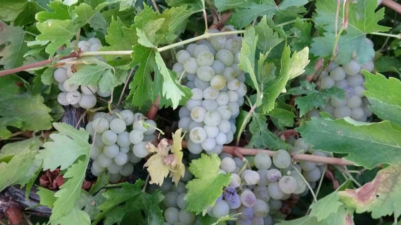 Malatya'nın Hekimhan ilçesinde hasadı tamamlanan üzüm yüksek verimi ve cazip fiyatlarıyla üreticilerin yüzünü güldürdü.