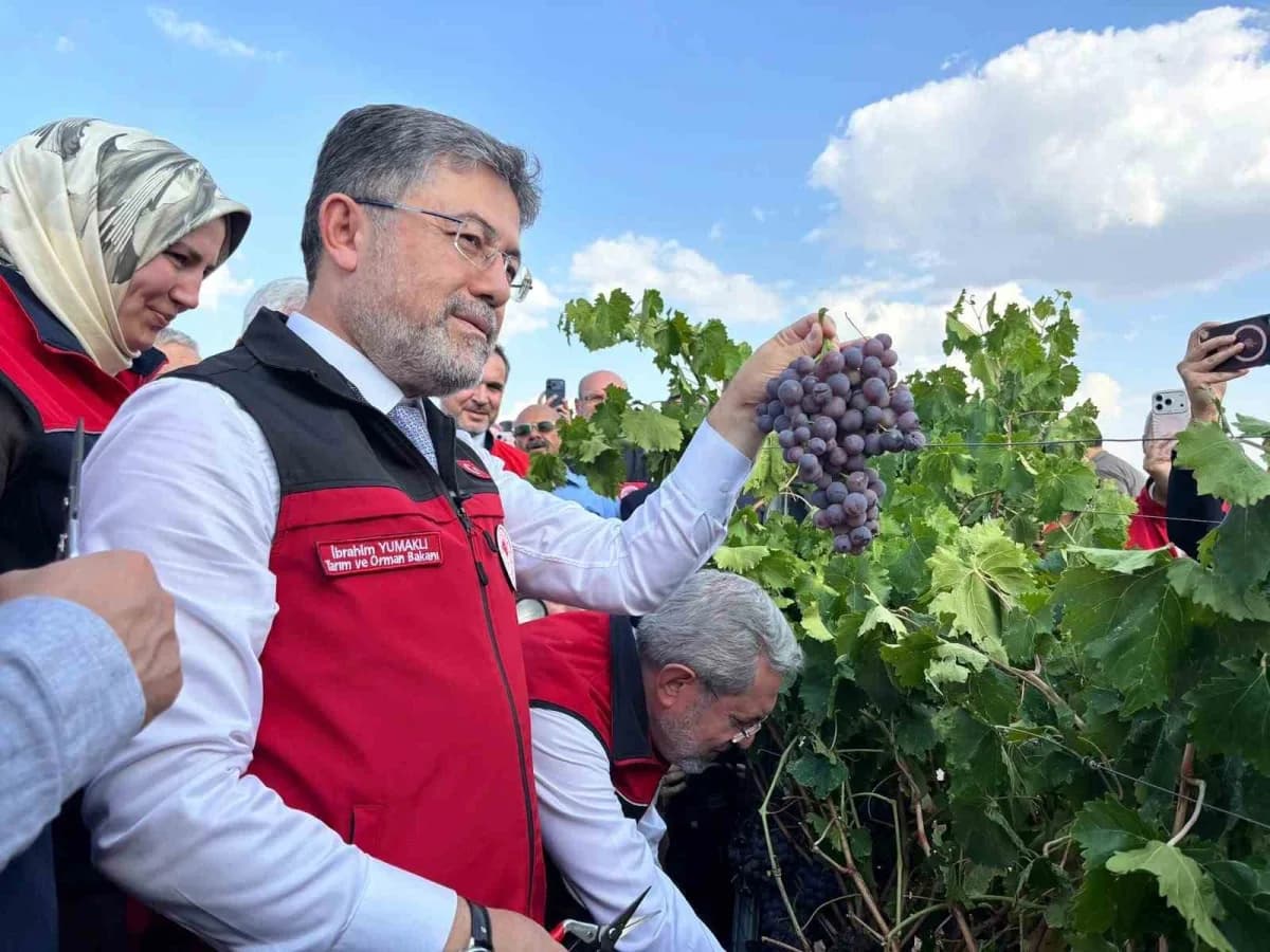 Tarım ve Orman Bakanı İbrahim Yumaklı, "Bu sene çok iyi bir sezon geçiriyoruz. 3 milyon 850 bin tonluk bir üzüm üretimi