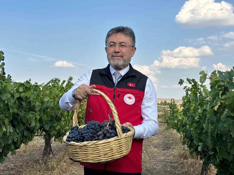 Tarım ve Orman Bakanı İbrahim Yumaklı, Ankara Kalecik Bağcılık Araştırma ve Uygulama İstasyonu'nda bağ bozumu yaparken