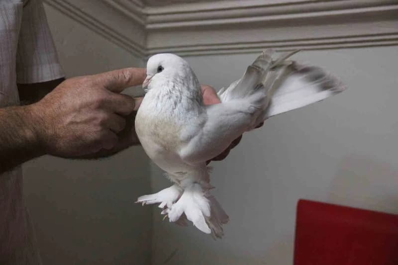 Şebab cinsi, Muğdat Gültekin'in sahip olduğu Güvercin.