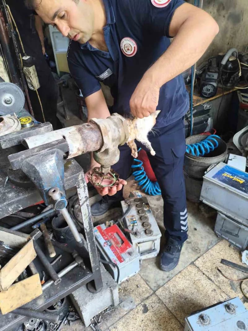 Hatay'da girdiği borunun vanasında sıkışarak mahsur kalan yavru kedi, itfaiye ekiplerinin uzun süren çalışmasıyla kurtar