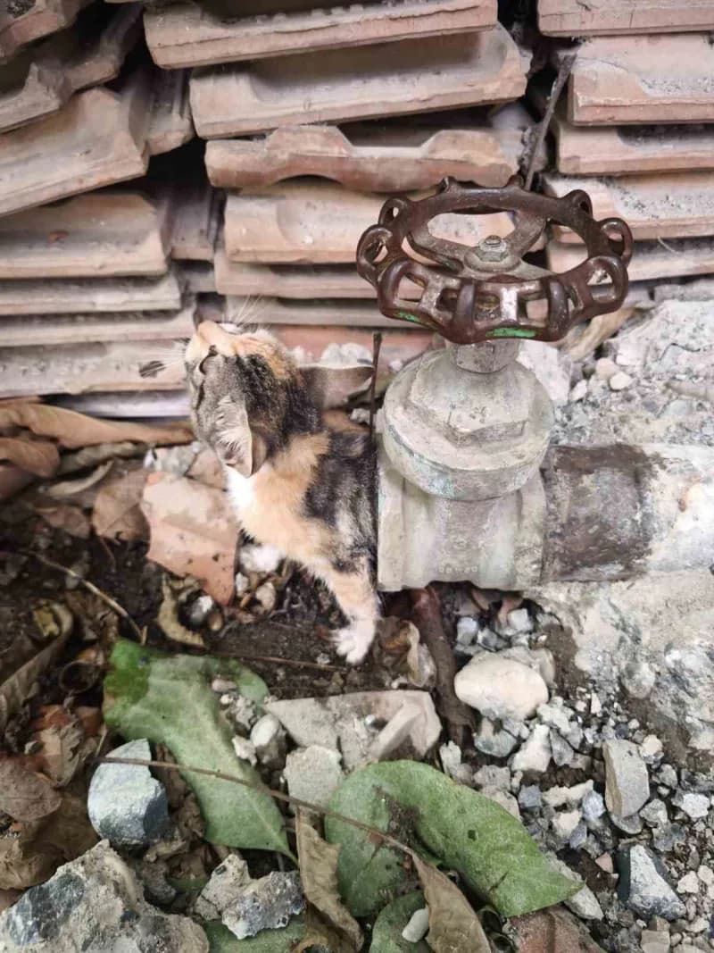 Hatay'da girdiği borunun vanasında sıkışarak mahsur kalan yavru kedi, itfaiye ekiplerinin uzun süren çalışmasıyla kurtar