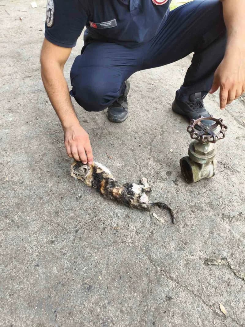 Hatay'da girdiği borunun vanasında sıkışarak mahsur kalan yavru kedi, itfaiye ekiplerinin uzun süren çalışmasıyla kurtar