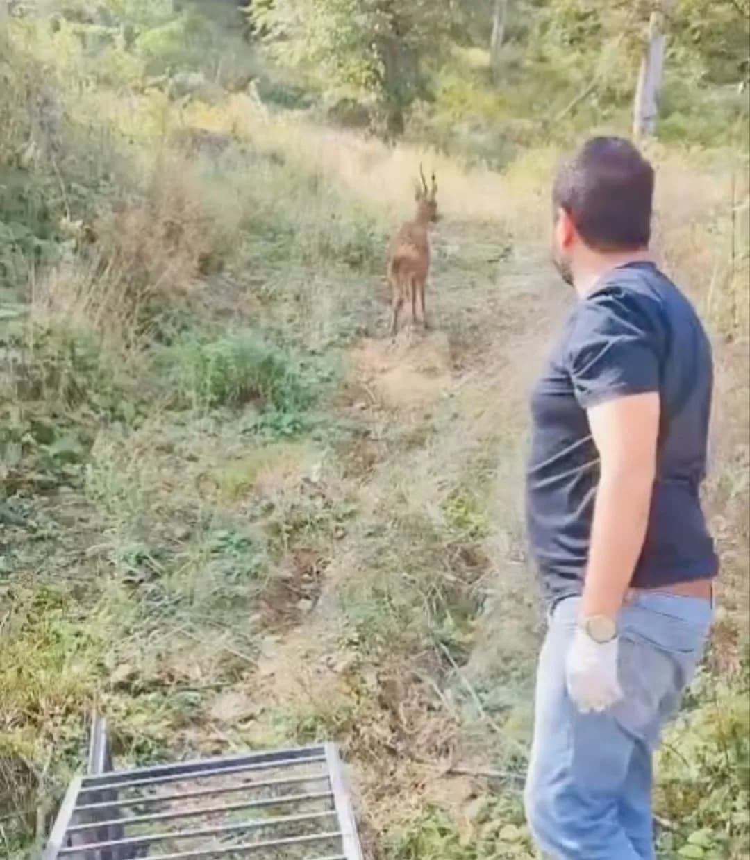 Bartın'da araba çarpması sonucu yaralanan karaca tedavisinin ardından doğaya salındı.