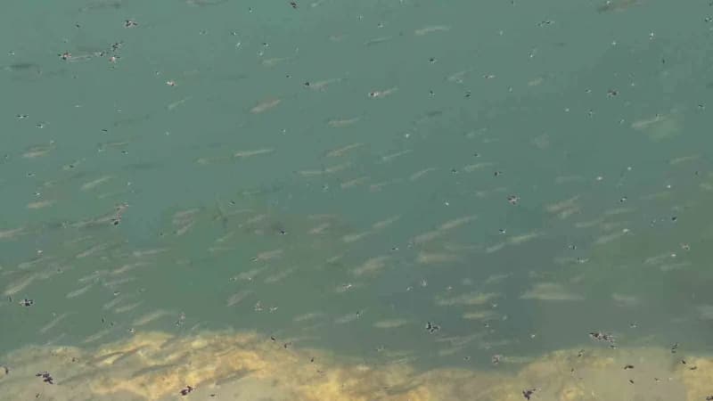 Van Gölü'nün eşsiz canlı türlerinden inci kefallerinin yaşam döngüsünde önemli bir dönem daha başladı. Üreme döneminde a