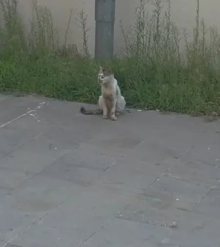 Yavru kedi kurtarılırken Anne kedi bir an olsun bölgeden ayrılmadı
