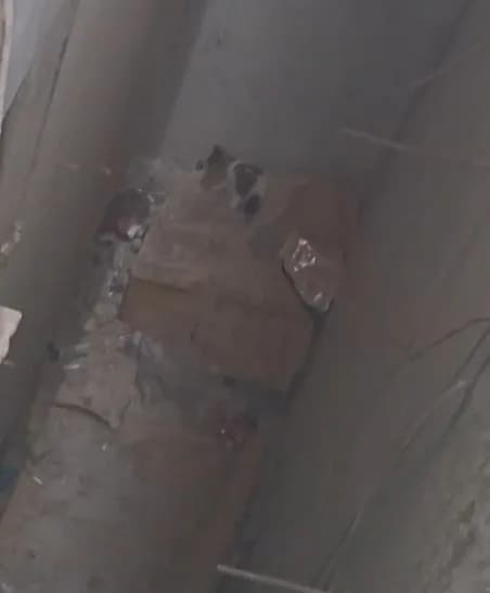 Gaziantep'te bir binanın yaklaşık 4 metre derinliğindeki havalandırma boşluğuna düşen yavru kedi, itfaiye ekiplerinin uz