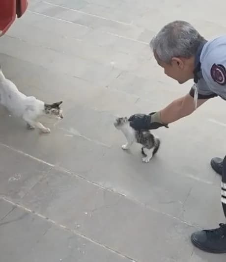 Gaziantep'te bir binanın yaklaşık 4 metre derinliğindeki havalandırma boşluğuna düşen yavru kedi, itfaiye ekiplerinin uz