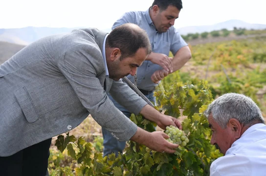 Banazı mahallesinde üzüm bağlarında çalışan üreticiler ve Yeşilyurt Kent Konseyi heyeti