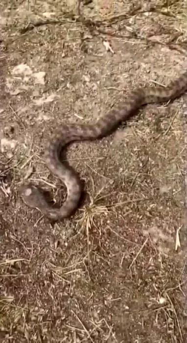 Malatya Darende ilçesinde mahalle ve çarşı merkezinde görülen yılanlar