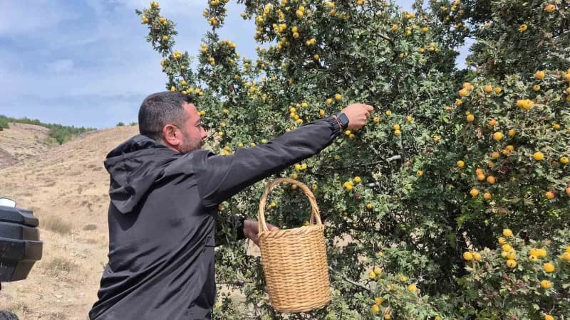 Yozgat’ın Sorgun ilçesine bağlı Boğazcumafakılı köyünde, sonbaharın gelmesiyle birlikte doğal olarak yetişen alıç meyves