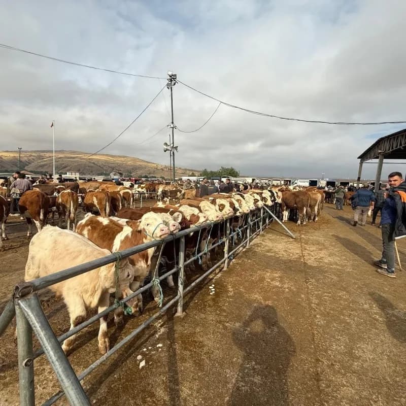 Yozgat'ta şap hastalığı nedeniyle tüm hayvan pazarlarının kapatıldı