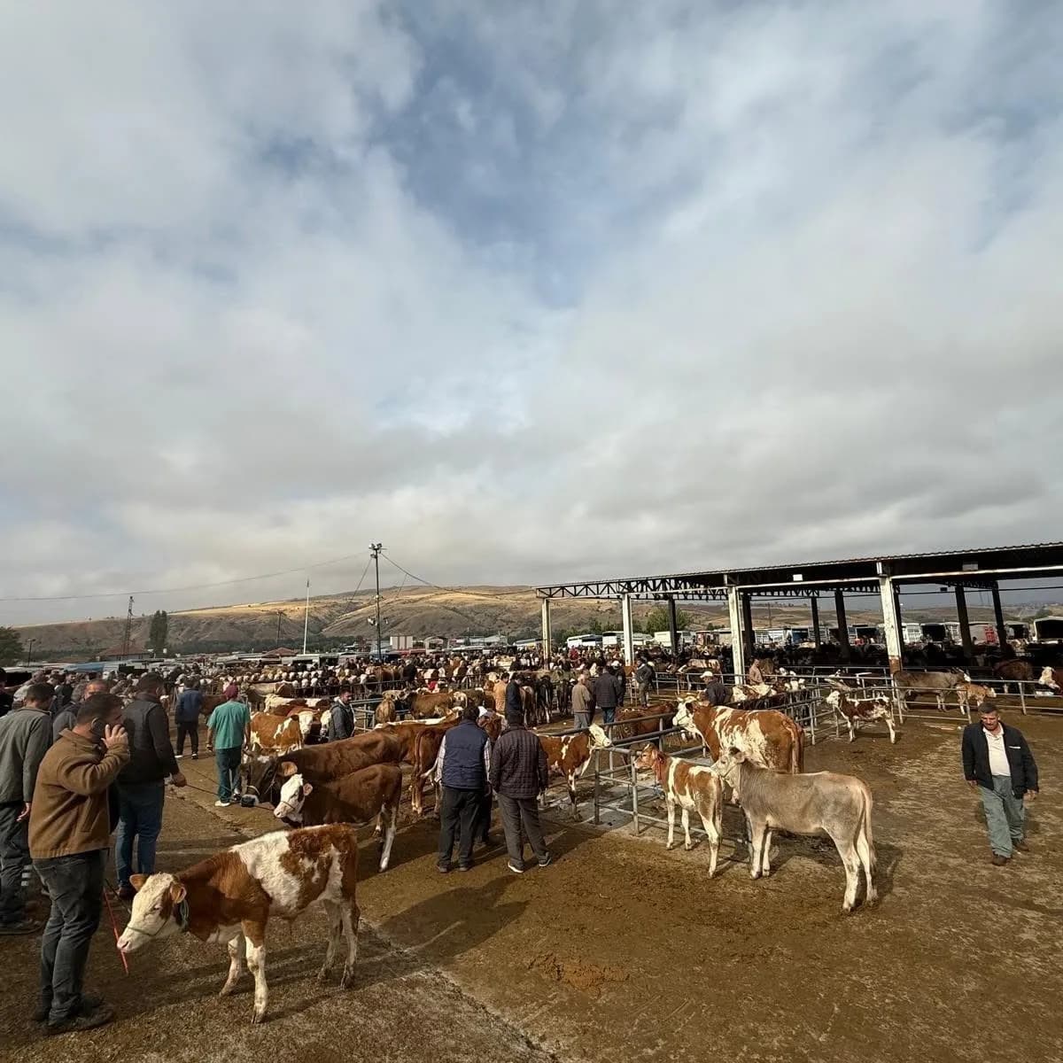 Yozgat'ta şap hastalığı nedeniyle tüm hayvan pazarlarının kapatıldı