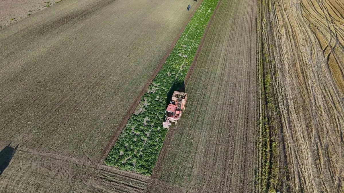 Yozgat’ta 6 aylık emeğin hasadı başladı: pancarlar tarladan çıkıyor