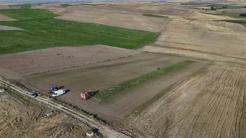 Yozgat’ta 6 aylık emeğin hasadı başladı: pancarlar tarladan çıkıyor