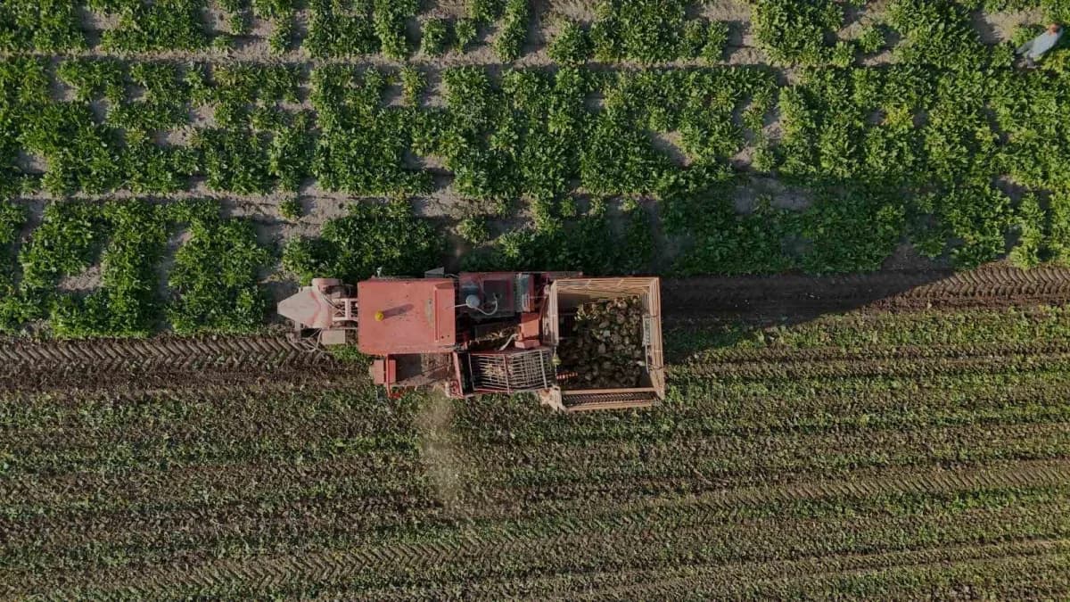 Yozgat Battal Köyü’nde şeker pancarı tarlasında hasat yapan çiftçiler ve pancar bitkileri