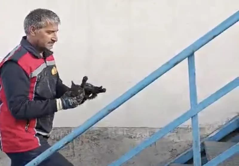 Hakkari’nin Yüksekova ilçesinde park halindeki ticari aracın motor ve alt bölümünde mahsur kalan kedi, İtfaiye ekiplerin