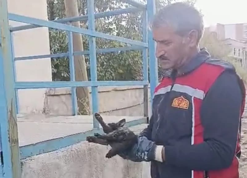 Yüksekova’da araç motor bölümünde mahsur kalan kedinin itfaiye ekiplerince kurtarılması