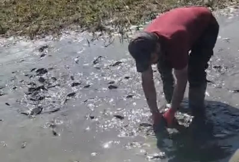 Hakkari'nin Yüksekova ilçesindeki Nehil Sazlığı’nda su seviyesinin düşmesi nedeniyle kuruma noktasına gelen sulak alanda