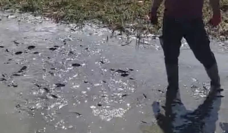 Hakkari'nin Yüksekova ilçesindeki Nehil Sazlığı’nda su seviyesinin düşmesi nedeniyle kuruma noktasına gelen sulak alanda