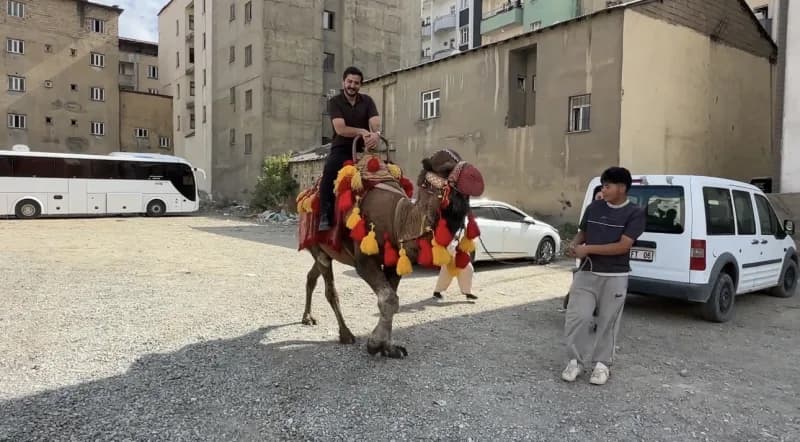 Hatay’dan Yüksekova ilçesine getirilen develer ve midilli atları, vatandaşlardan yoğun ilgi gördü.
