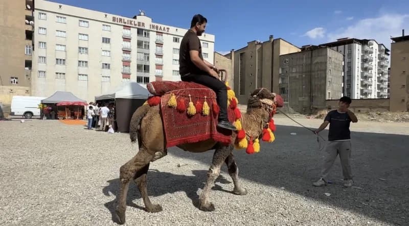 Hatay’dan Yüksekova ilçesine getirilen develer ve midilli atları, vatandaşlardan yoğun ilgi gördü.