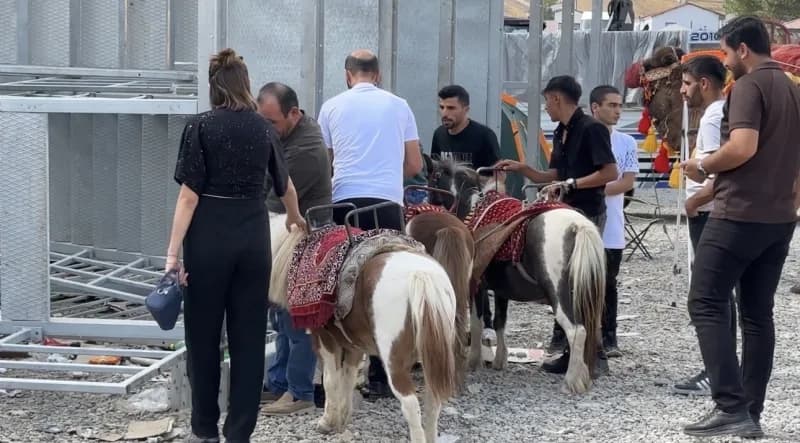 Hatay’dan Yüksekova ilçesine getirilen develer ve midilli atları, vatandaşlardan yoğun ilgi gördü.