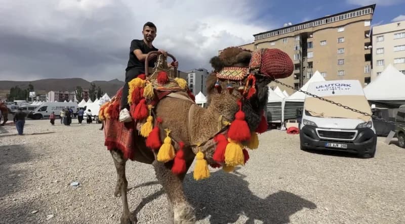 Yüksekova'da düzenlenen etkinlikte getirilen develer ve midilli atları vatandaşların ilgisini çekerken çocuklar hayvanla