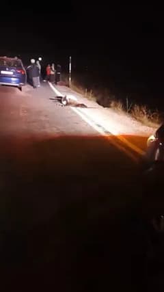Yüksekova ilçesinde yola çıkan koyun sürüsüne otomobilin çarpması sonucu telef olan koyunlar ve olay yeri