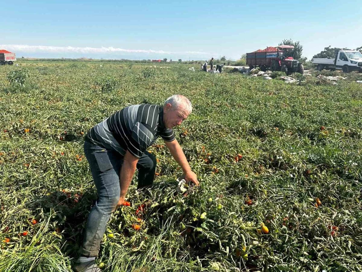 Bursa'nın Karacabey ilçesinde Manyas Gölü'nden sağlanan sulama suyuna çeltik tarlalarındaki zirai ilaç kalıntılarının ka