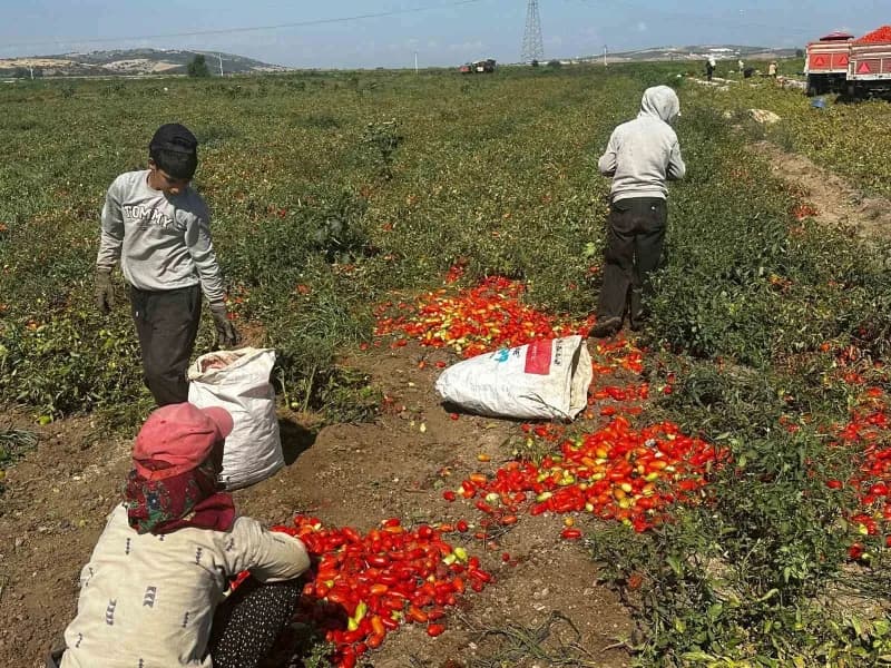 Bursa'nın Karacabey ilçesinde Manyas Gölü'nden sağlanan sulama suyuna çeltik tarlalarındaki zirai ilaç kalıntılarının ka