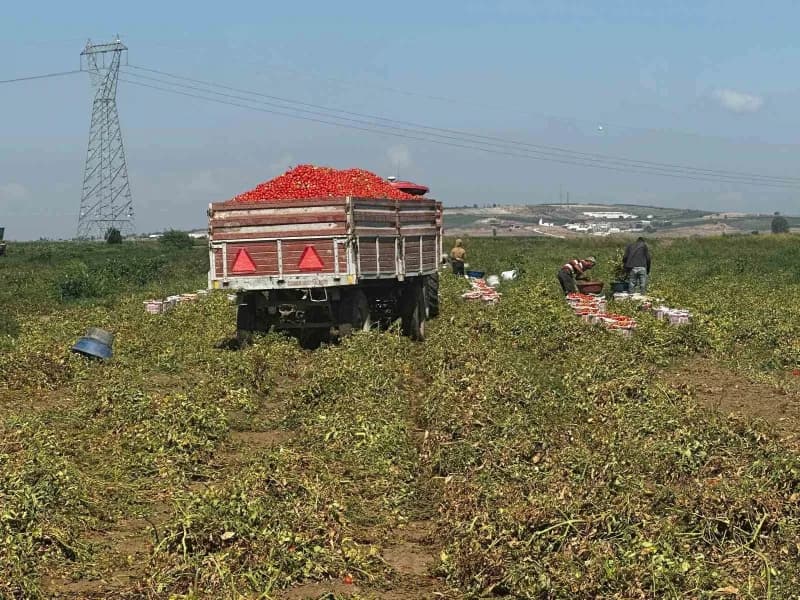 Bursa'nın Karacabey ilçesinde Manyas Gölü'nden sağlanan sulama suyuna çeltik tarlalarındaki zirai ilaç kalıntılarının ka