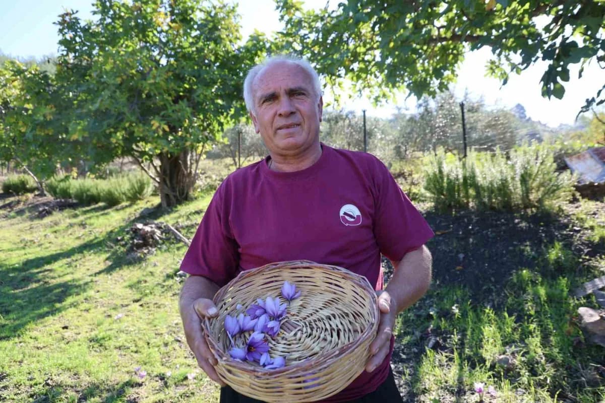 Adana Kozan’da safran tarlasında safran çiçeklerinin hasat edilmesi