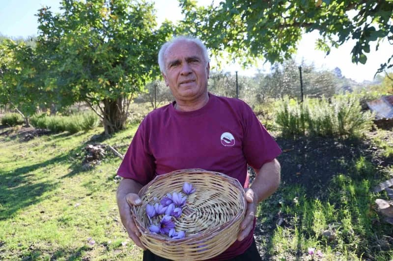 Adana Kozan’da safran tarlasında safran çiçeklerinin hasat edilmesi