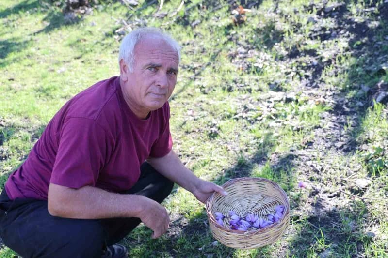 Adana'nın Kozan ilçesine bağlı Kızlarsekisi Mahallesi'nde yaşayan Ali Gök, Safran hasadına başladı