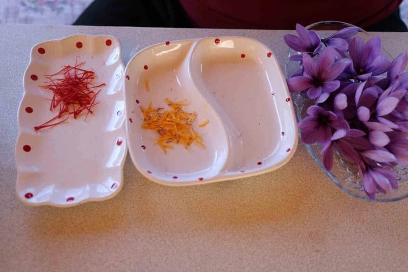 Adana'nın Kozan ilçesine bağlı Kızlarsekisi Mahallesi'nde yaşayan Ali Gök, Safran hasadına başladı