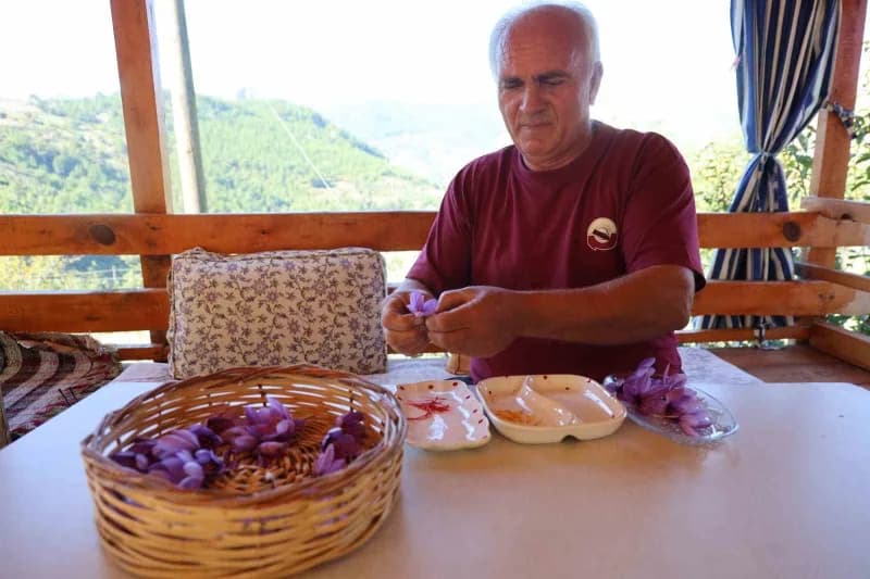 Adana'nın Kozan ilçesine bağlı Kızlarsekisi Mahallesi'nde yaşayan Ali Gök, Safran hasadına başladı