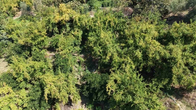 Adana’nın Kozan ilçesinde coğrafi işaretle tescillenen Kuytucak narında hasat başladı.