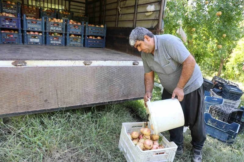 Adana’nın Kozan ilçesinde coğrafi işaretle tescillenen Kuytucak narında hasat başladı.