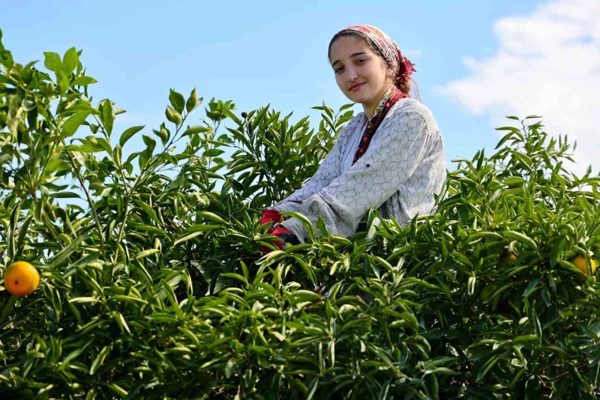 Adana'da mandalina hasadı başladı