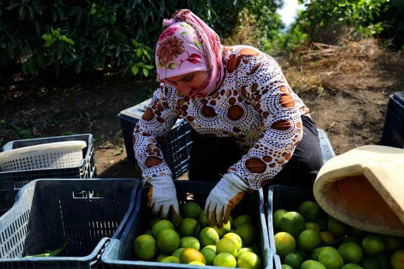 Adana'da mandalina hasadı başladı