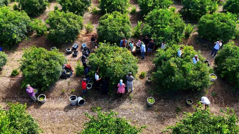 Adana'da mandalina hasadı başladı