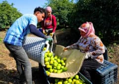 Adana’da mandalina bahçesinde erkenci mandalina hasadı yapan tarım işçileri