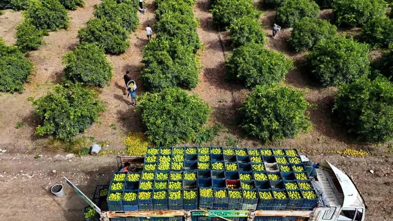 Adana'da mandalina hasadı başladı