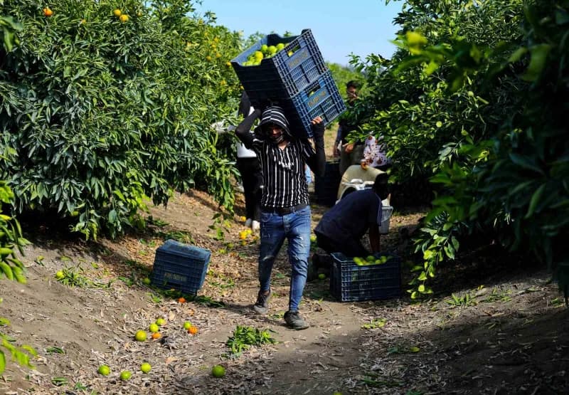 Adana'da mandalina hasadı başladı