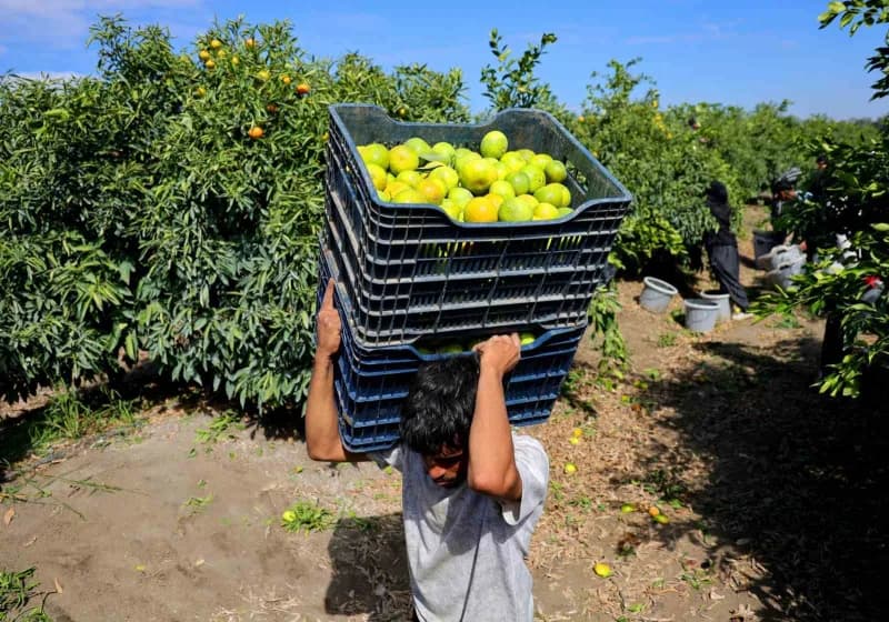 Adana'da mandalina hasadı başladı